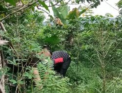 Mengasyikan Cari Rumput Buat Pakan Kambing