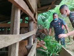 Satgas Hilangkan Penat, dengan Memberikan Pakan Ternak Kambing