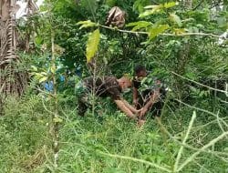 Sinergisitas, Percepat Cari Rumput