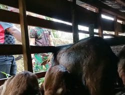 Antusiasme Warga untuk Usaha Ternak Kambing TMMD Kodim Tapsel