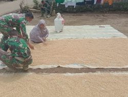 Kekompakan Satgas TMMD Tapsel dan Warga Saat Jemur Padi