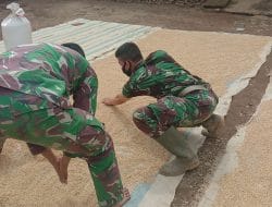 Bentuk Kepedulian Satgas TMMD Tapsel Bantu Jemur Padi