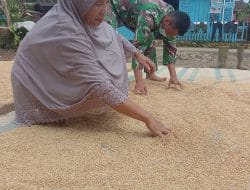 Penjemuran Padi Menentukan Kualitas Harga Jualnya