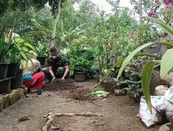 Nurmala Tanjung, Pastikan Intensitas Air pada Tanaman Bunga