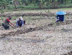 Berikan Wawasan Tambahan Menanam Cabai Organik