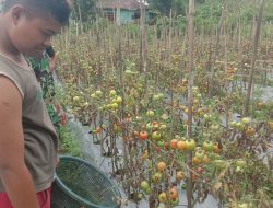 Lahan Tanaman Tomat di Desa Siuhom Sangat Luas