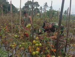 Produktifitas Tanaman Tomat Bertahan di Masa Pandemi