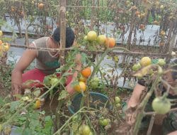 Keceriaan Satgas dan Warga Saat Panen Tomat