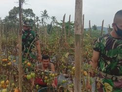 Irwan Sormin, Terima Kasih Pak TNI Bantu Panen Tomat