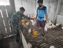 Anggota TMMD bantu warga memberi makan ternak