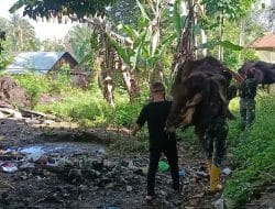 Satgas TMMD Kodim Tapsel Kerja Keras Angkat Ijuk warga