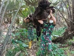 Keren Satgas TMMD Kodim Tapsel Memanggul Ijuk