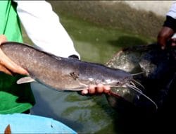 KKP Kembangkan Kampung Lele Mutiara di Desa Sumurgede