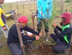Antisipasi Dampak Tsunami, 6 Ribu Bibit Cemara Laut Ditanam