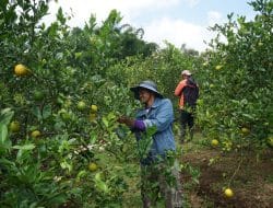 TaniFund Luncurkan Pendanaan Usaha Mikro