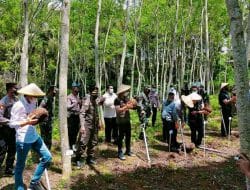Wamen Pertanian RI Hadiri Panen Raya Porang di Trenggalek