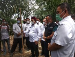 Wabup Pelalawan Laksanakan Panen Perdana Kebun Kemitraan Kas Desa Kiap Jaya