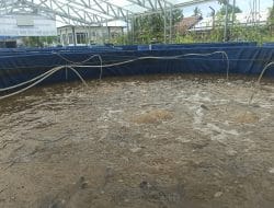 Jadi Solusi Budidaya di Lahan Terbatas, KKP Kembangkan Aplikasi Bioflok di Masyarakat