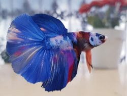 September 2021, Ikan Hias Bandung Tembus 33 Negara