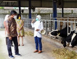 50 Tahun di Indonesia, Nestlé Perkuat Kemitraan Peternakan Sapi Perah