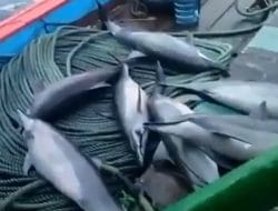 Kawanan Lumba-Lumba Terjaring Kapal Nelayan, KKP Tegaskan Larangan Eksploitasi Mamalia Laut