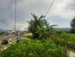 Sepanjang JLS Barehan Ramai Warung, Indikasi Disewakan Oleh Orang Tak Bertanggung Jawab