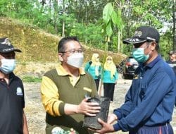 Ribuan Pohon Alpukat Ditaman di Kampung Lodho Ayam Trengggalek