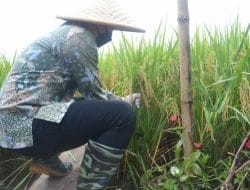 Tinjau Labuh Panen, Gus Ipin Apresiasi Petani Lokal dengan Cara Tradisional