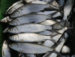 Sasar Komoditas Bernilai Ekonomi Tinggi, KKP akan Bangun Kampung Bandeng di Gresik