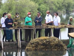 Menteri Trenggono Canangkan Kampung Budidaya Rumput Laut di Sidoarjo