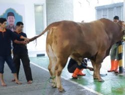 Menteri Trenggono Kurban Sapi Simmental di Idul Adha 1443 H