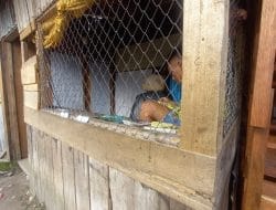 Sempat Di Tertibkan Oleh Kapolres, Judi Togel Kembali Marak di Deiyai