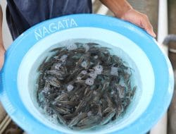 KKP Serahkan Bantuan dan Tebar Benih Kakap Putih di Tanjungpinang Pada Rangkaian HUT Ke-23