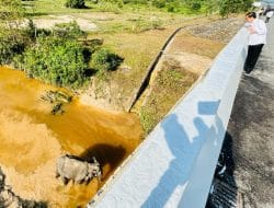 Presiden Jokowi Apresiasi Pembangunan Flyover dan Underpass Koridor Satwa Di Hutan