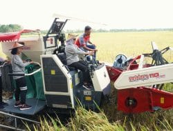 Panen Bareng Poktan, Bupati Bojonegoro Komitmen Tingkatkan Ketahanan Pangan