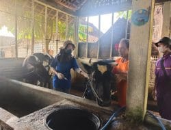 Tahun 2022, Disnakkan Bojonegoro Telah Salurkan 134.050 Vaksin PMK