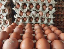 Astaga, Harga Telur Ayam di Kota Blitar Tembus Rp 31 Ribu per Kilogramnya