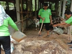 Mahasiswa Politeknik Malang Buat Pupuk Organik Dari Bahan Kotoran Kambing