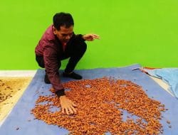 Optimalkan Hasil, Agus Mahasiswa Polbangtan Malang Olah Kakao dengan Fermentasi