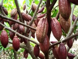 Periode Agustus 2023: Harga Referensi CPO dan Harga Referensi Biji Kakao Menguat