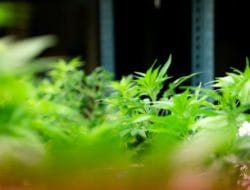 Wanita Ditangkap karena Menanam Ganja Hidroponik di Lemari, Menggunakan Lampu Ultraviolet