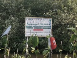 DUTATRANS Group Menanam 1.000 Mangrove Rhizophora di Pantai Mangunharjo, Semarang