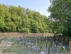 Lakukan Penanaman 4.596 Mangrove di Semarang, LindungiHutan Gandeng Masyarakat Lokal