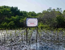 Hijaukan Teluk Benoa, Akulaku Group Tanam 1.001 Mangrove Gandeng LindungiHutan