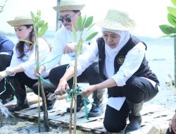 Gubernur Khofifah Tanam 10.000 Bibit Mangrove di Romokalisari Adventure Land Surabaya
