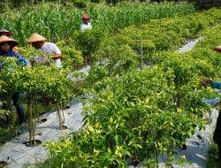 Harga Cabai Terbang Tinggi, Ibu-Ibu di Madiun Ini Tidak Terdampak