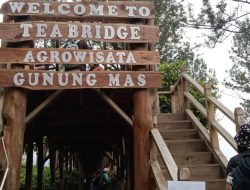Weekend, Jembatan Tea Bridge Gunung Mas Puncak Diserbu Wisatawan