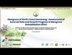 Survival Rate Penanaman Mangrove LindungiHutan di Mangunharjo 93%, Bagaimana Lainnya?