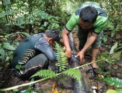 Personel Brigif 26/Gurana Piarawaimo Kerja Bakti bersama Warga