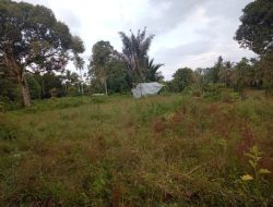 KWT Gampong Ladang Buka Lahan Pertanian Bawang Merah